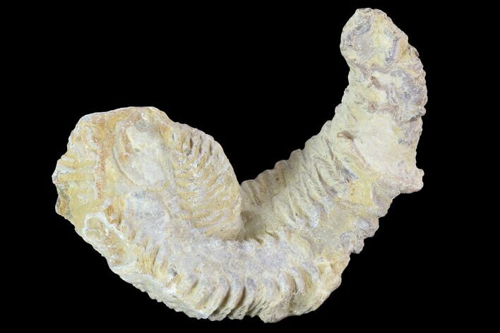 Cretaceous Fossil Oyster (Rastellum) - Madagascar #100344
